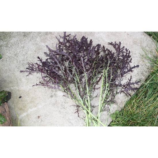 SALAD GREEN; Moutarde Rouge Metis